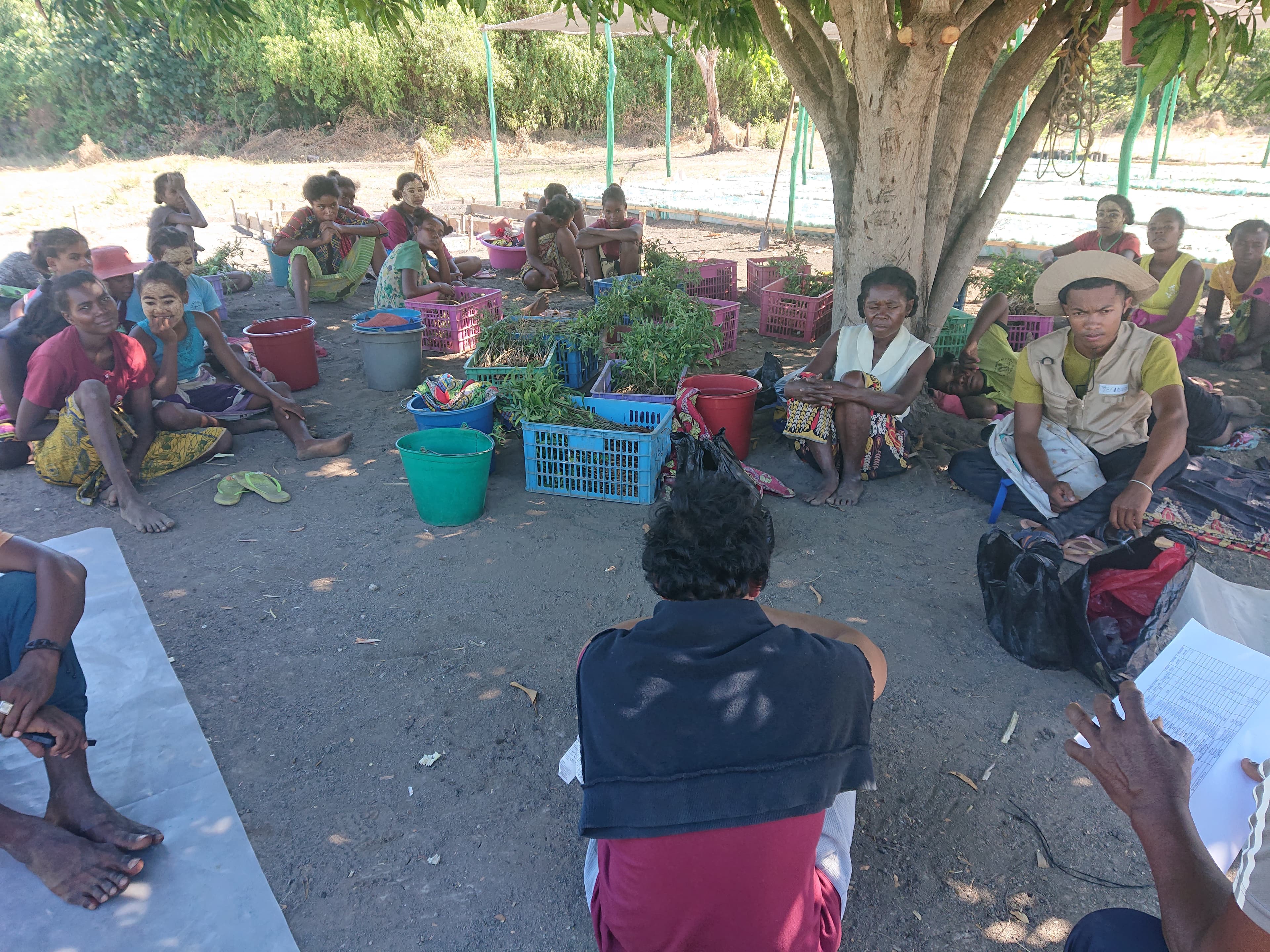 Seedling Distribution