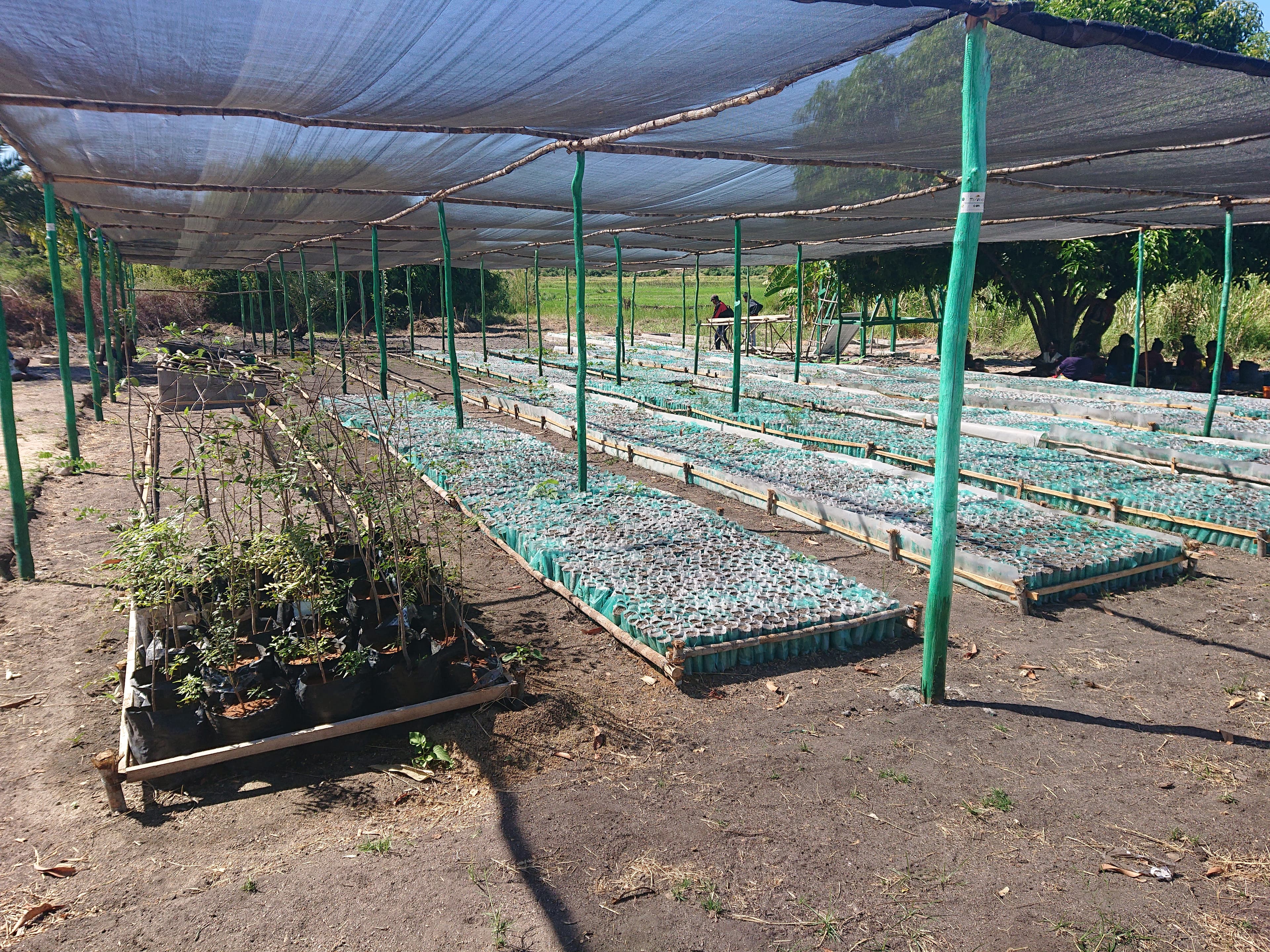 Reforestation Program